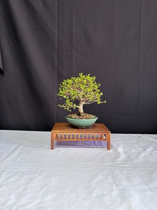 Bonsái Premna Japonica