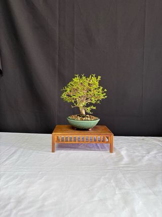 Bonsái Premna Japonica