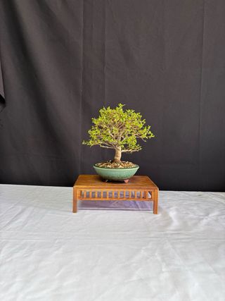 Bonsái Premna Japonica