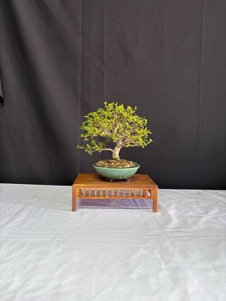 Bonsái Premna Japonica