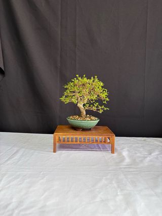 Bonsái Premna Japonica