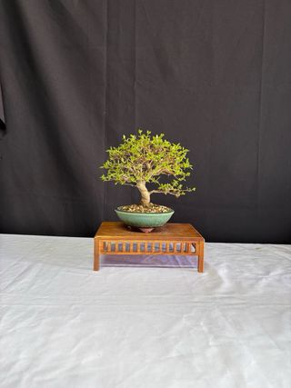 Bonsái Premna Japonica