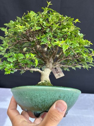 Bonsái Premna Japonica