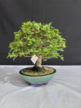 Bonsái Premna Japonica