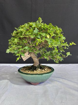 Bonsái Premna Japonica