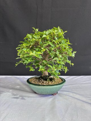 Bonsái Premna Japonica
