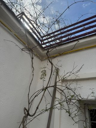 Jazmín muy alto maceta grande necesita mas espacio