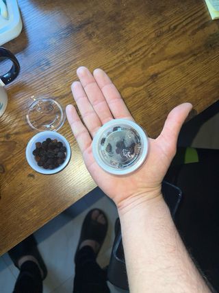 PIÑAS CASUARINAS PARA ACUARIO