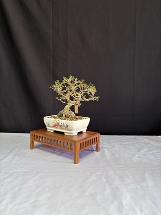 Bonsái Premna Japonica en Roca