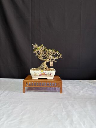 Bonsái Premna Japonica en Roca