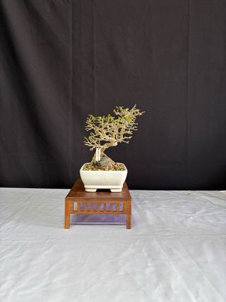 Bonsái Premna Japonica en Roca