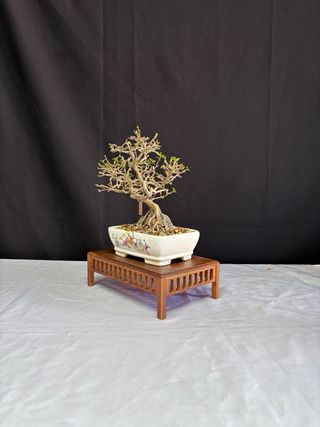 Bonsái Premna Japonica en Roca