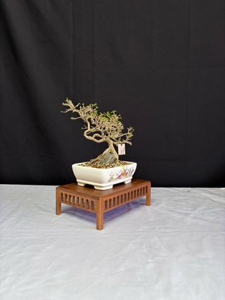 Bonsái Premna Japonica en Roca