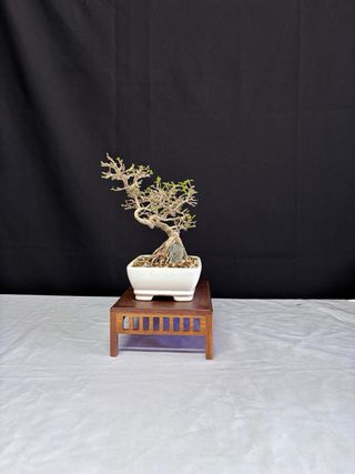 Bonsái Premna Japonica en Roca