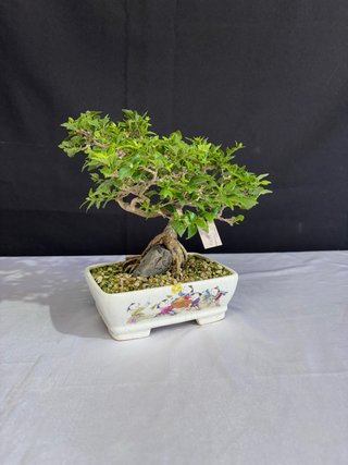 Bonsái Premna Japonica en Roca
