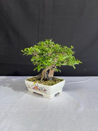 Bonsái Premna Japonica en Roca