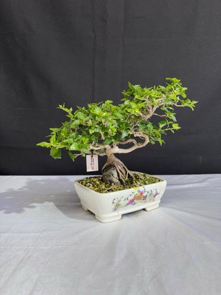 Bonsái Premna Japonica en Roca