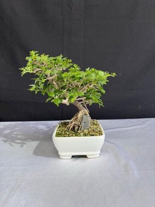 Bonsái Premna Japonica en Roca