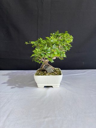 Bonsái Premna Japonica en Roca