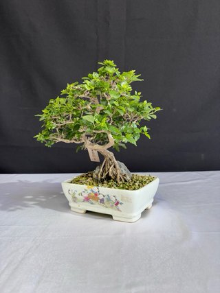 Bonsái Premna Japonica en Roca