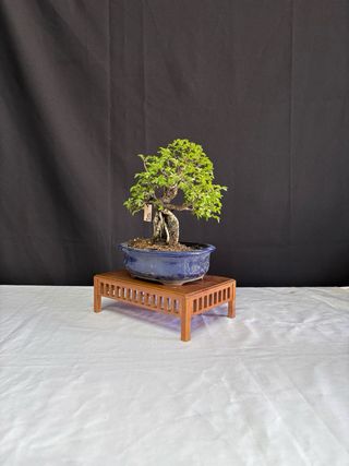 Bonsái Zelkova Nire en roca