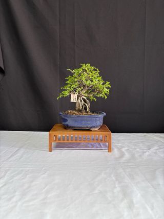 Bonsái Zelkova Nire en roca