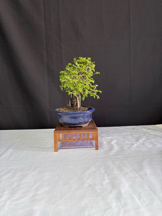 Bonsái Zelkova Nire en roca