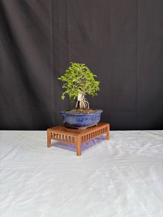 Bonsái Zelkova Nire en roca