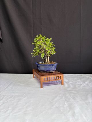 Bonsái Zelkova Nire en roca