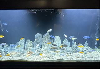 Rocas Seiryu para acuario