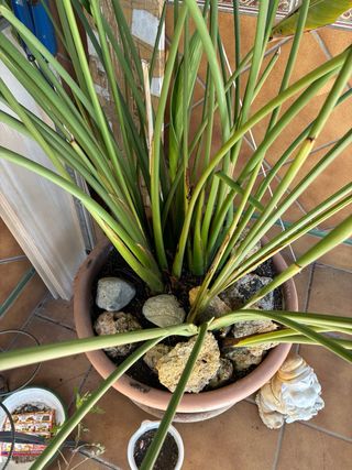 Ave del Paraíso - Strelitzia Reginae