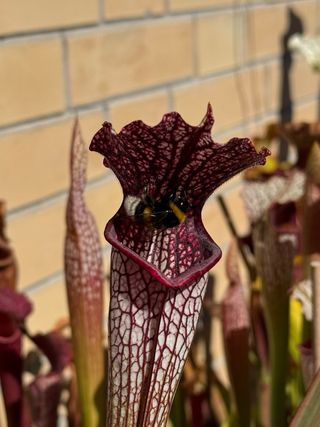 Sarracenia “LombardiG” Pianta Carnivora