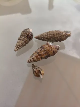 Lote caracolas marinas naturales