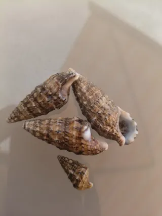 Lote caracolas marinas naturales