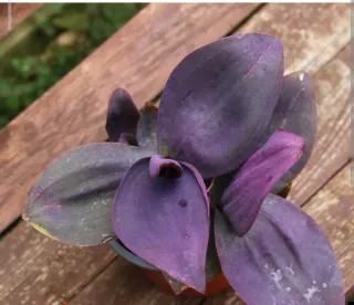 Lote Plantas y Esquejes para Paula O.