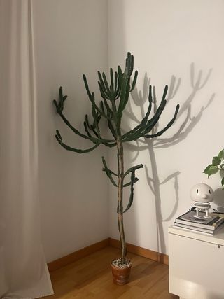 Cactus grande interior/exterior