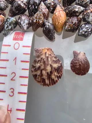 Lote 105 caracolas y conchas marinas natural deco