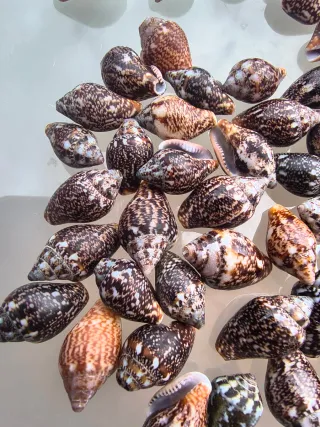 Lote 105 caracolas y conchas marinas natural deco