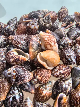 Lote 105 caracolas y conchas marinas natural deco