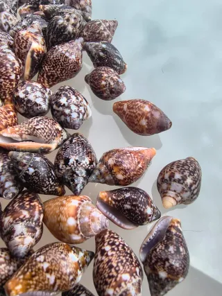 Lote 105 caracolas y conchas marinas natural deco