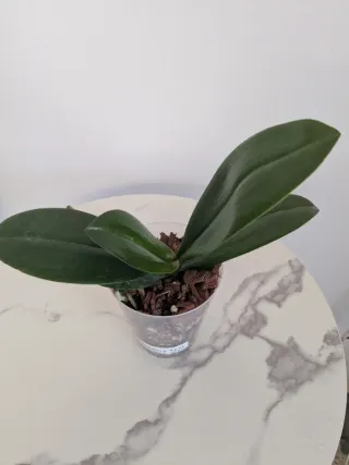 Phalaenopsis Gold Princess '515' (perfumada)