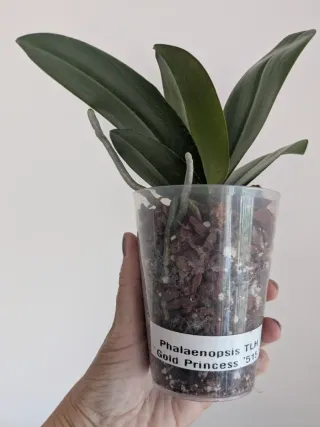 Phalaenopsis Gold Princess '515' (perfumada)