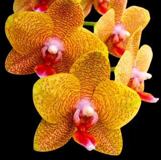 Phalaenopsis Gold Princess '515' (perfumada)