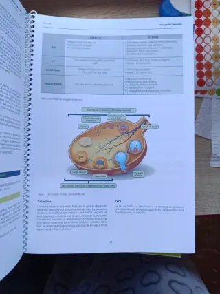 Manual Amir Ginecología