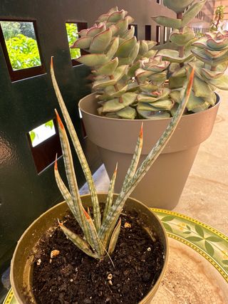 Sansevieria francisii planta