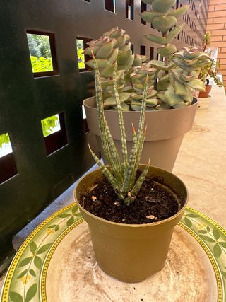 Sansevieria francisii planta
