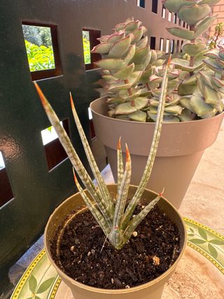 Sansevieria francisii planta