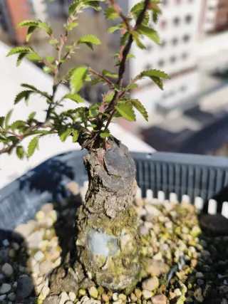 REBAJA Bonsái Zelkova Nire