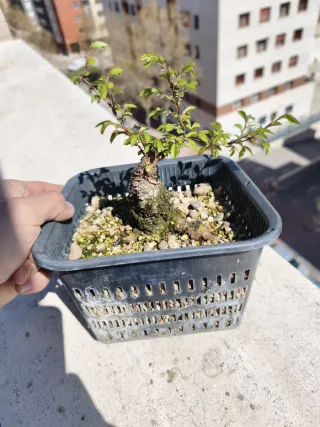 REBAJA Bonsái Zelkova Nire