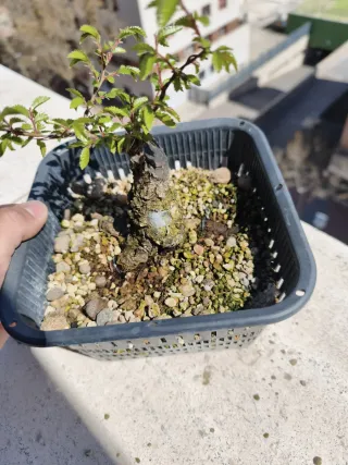 REBAJA Bonsái Zelkova Nire